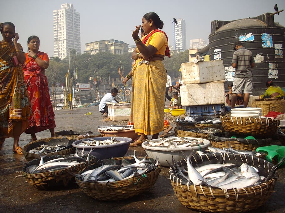 fish, auction, docks, sassoon, mumbai, typical, famous, auctioning, caught, wharf