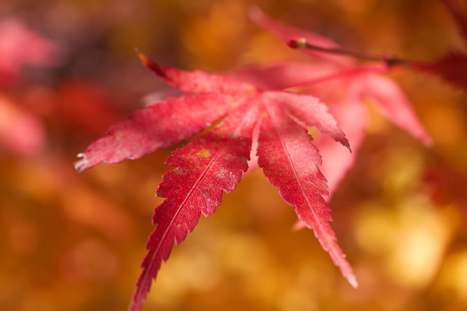 autumn leaves, fallen leaves, red, yellow, autumn, mountain, nature, leaf, plant part, close-up
