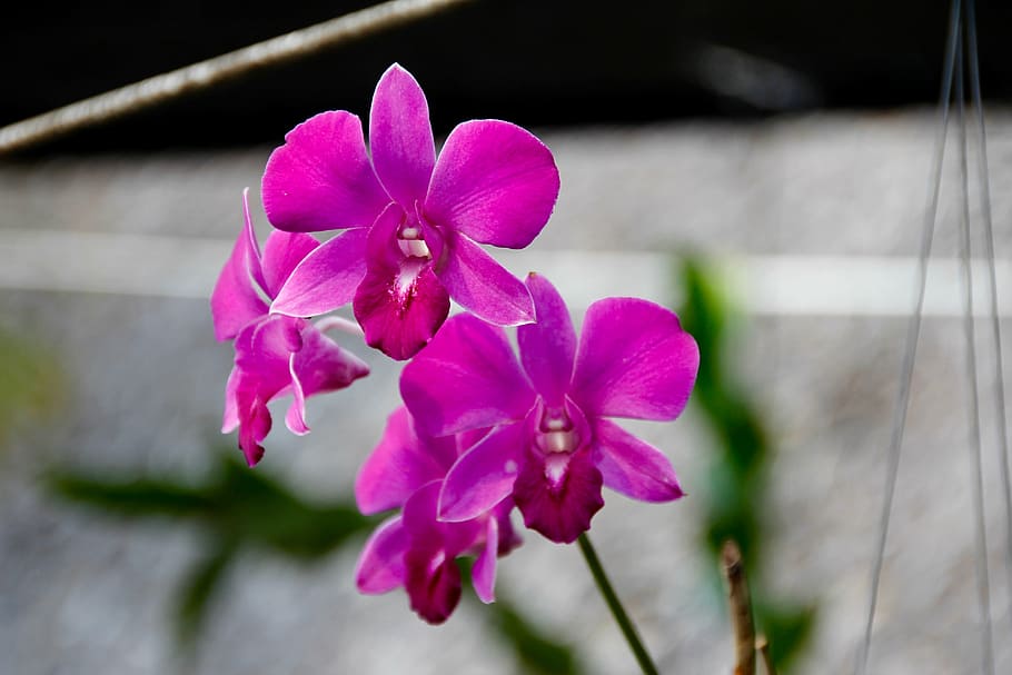 orchids, blossom, bloom, flower, plant, nature, wild orchid, flora, orchid like, flowering plant