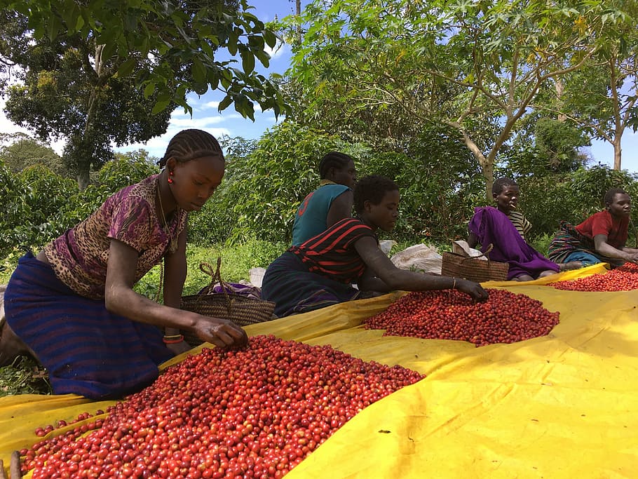ethio, coffee, farm, people, market, selling, fruit, food, plant, men