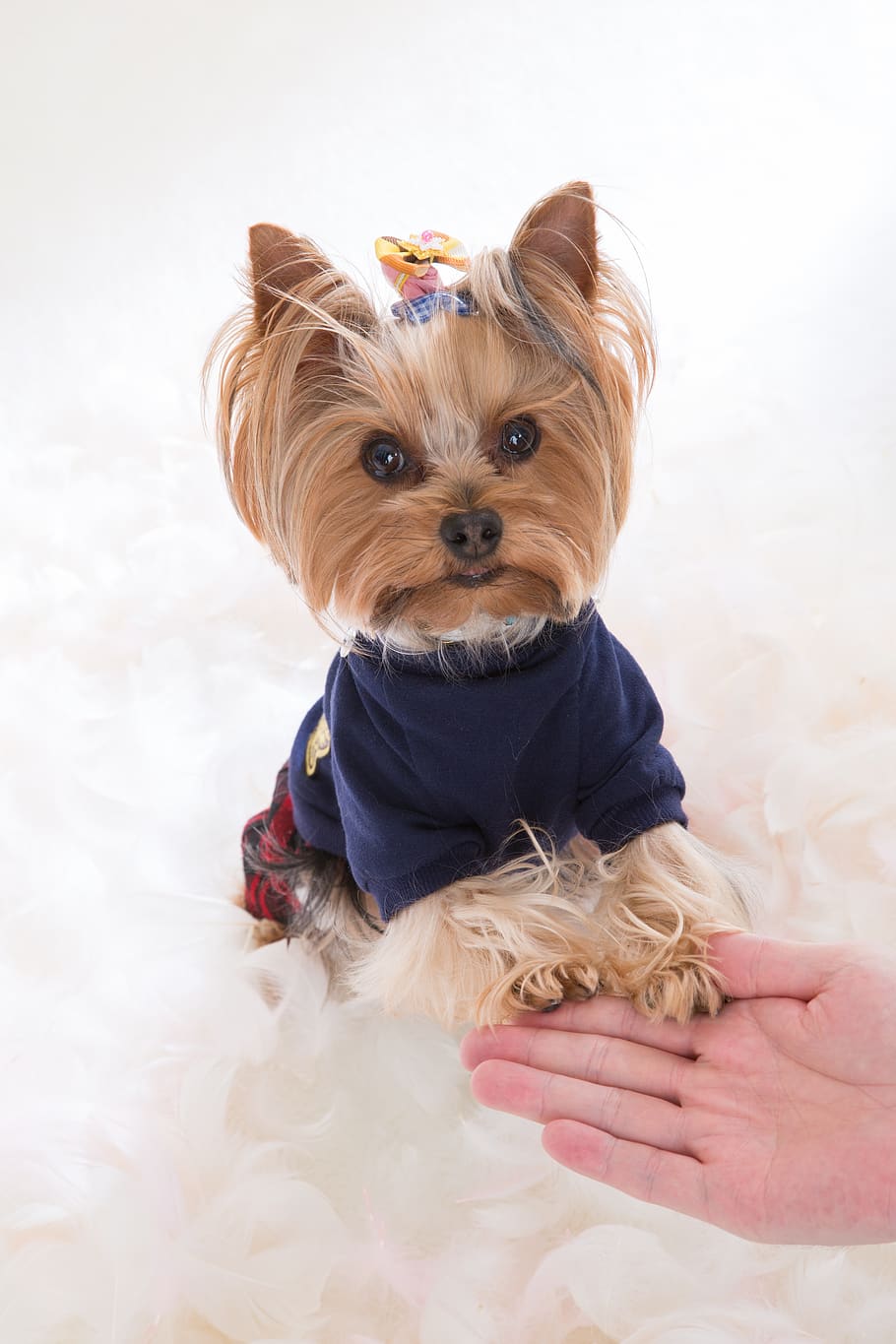 yorkshire terrier, dog, one, yorkie, leia, address, pets, domestic animals, canine, one animal