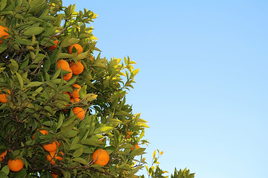 oranges, blue, sky, orange, tree, photography, fruits, leaves, fruit, orange - fruit