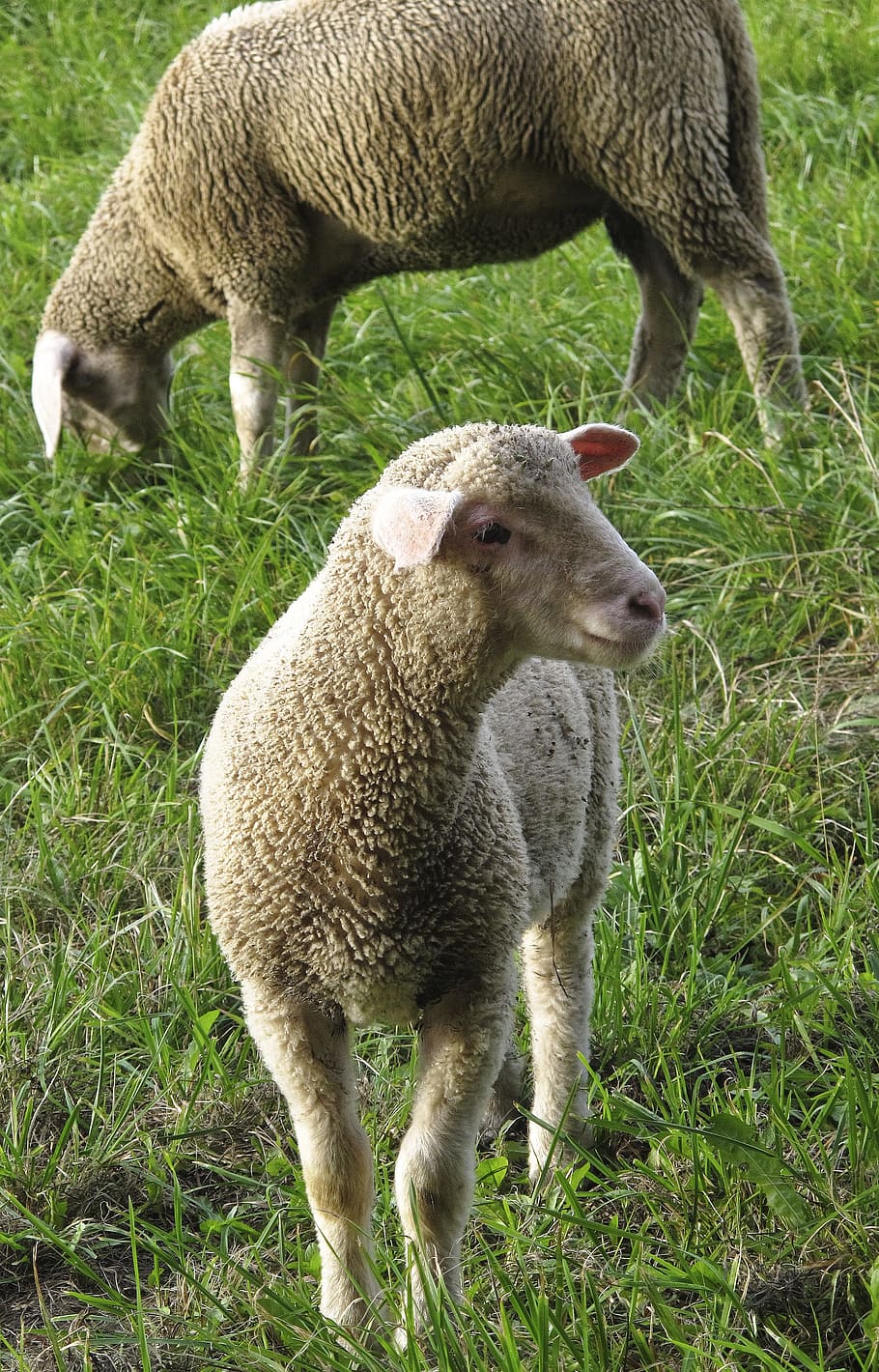 sheep, young sheep, flock, flock of sheep, domestic sheep, animals, meadow, back light, fur, sheepskin