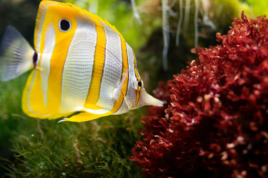 white, yellow, striped, fish close-up photo, fish, aquarium, underwater, sea creatures, ocean, exotic