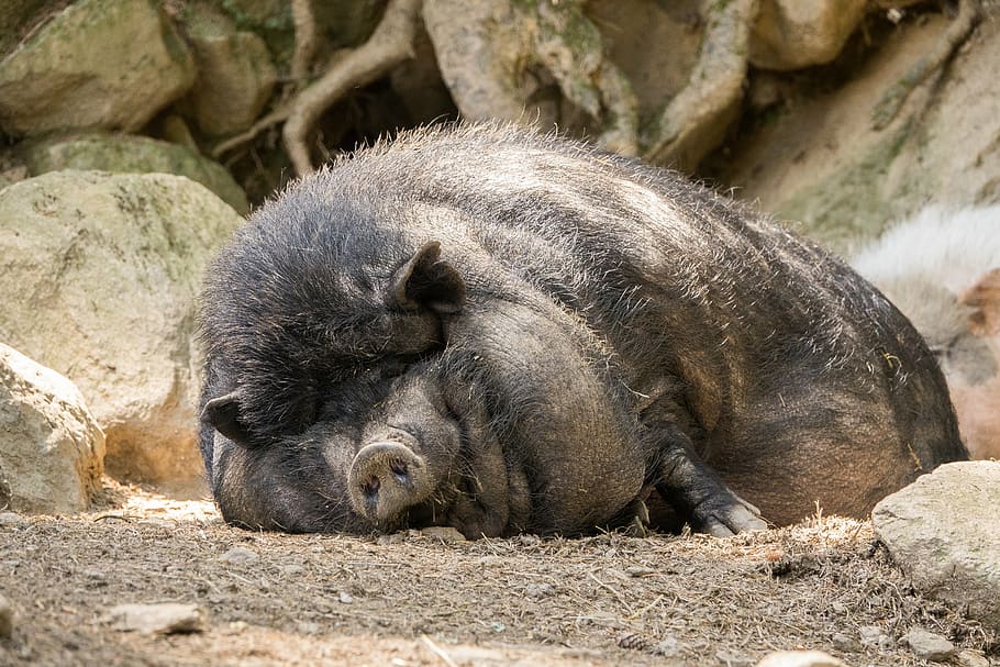 preto, selvagem, javali, deitado, terreno, porco de barriga inchada, porco, gordo, cansado, cerdas
