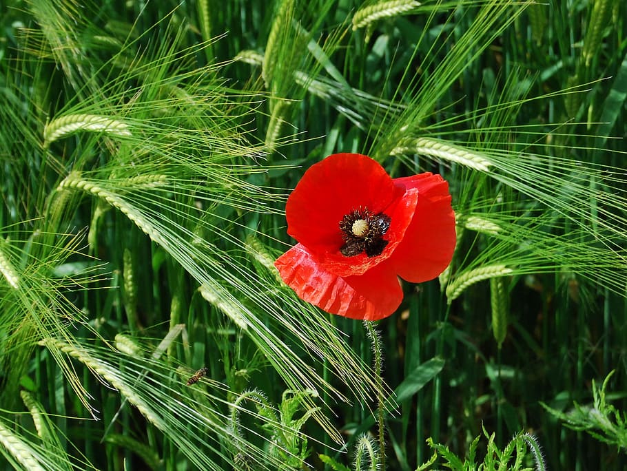 poppy, red, barley, field, meadow, grass, countryside, bud, plant, freshness