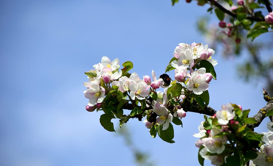 branch, apple blossoms, apple tree, spring, blossom, bloom, nature, pink, apple tree flowers, bud