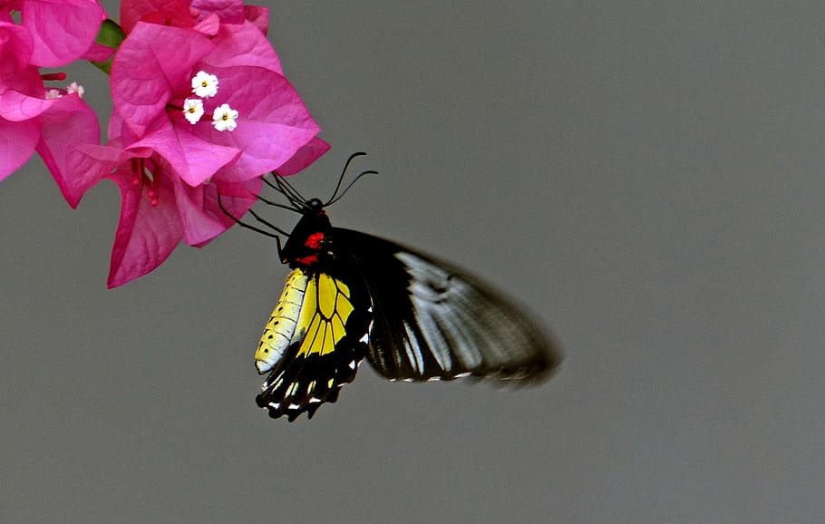 Cairns, Birdwing, butterfly, flower, insect, invertebrate, animal themes, animal wildlife, animals in the wild, one animal