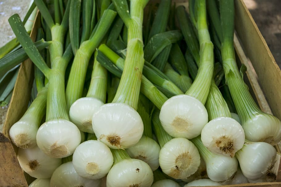 cebollas, cebollas jóvenes, verduras, frisch, mercado, alimentos, vitaminas, jardín, delicioso, saludable