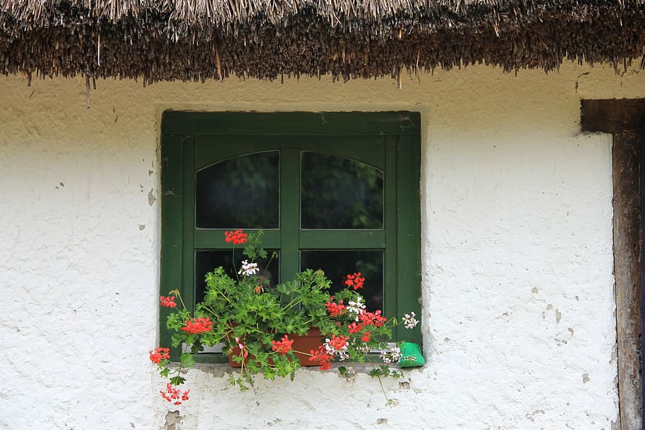 Window, Thatched Roof, Flower, Tanya, farmhouse, built structure, growth, outdoors, plant, flowering plant