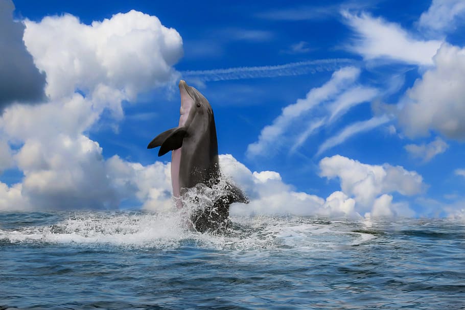 animals, mammal, dolphin, sea, ocean, jump, inject, dom, editing, clouds