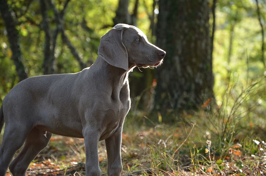 серебряный веймаранер, стоя, травы, щенок, собака, морда, животное, нежность, сладкий, глаза