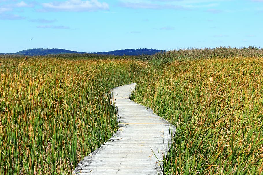 brown, wooden, pathway, green, grass field, daytime, reed, path, away, thicket