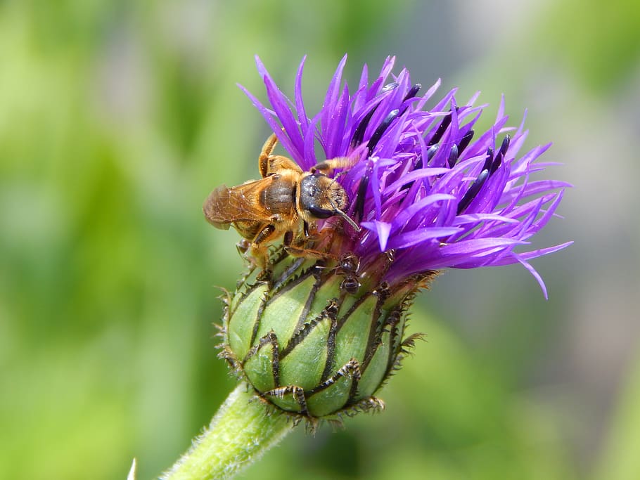 bee, flower, garden, furrow bee, blossom, bloom, animals in the wild, invertebrate, animal wildlife, insect