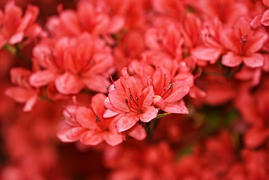 tilt shift photographyo, rojo, flores, azalea, rododendro, arbusto, flor, floreciente, rosa, parque
