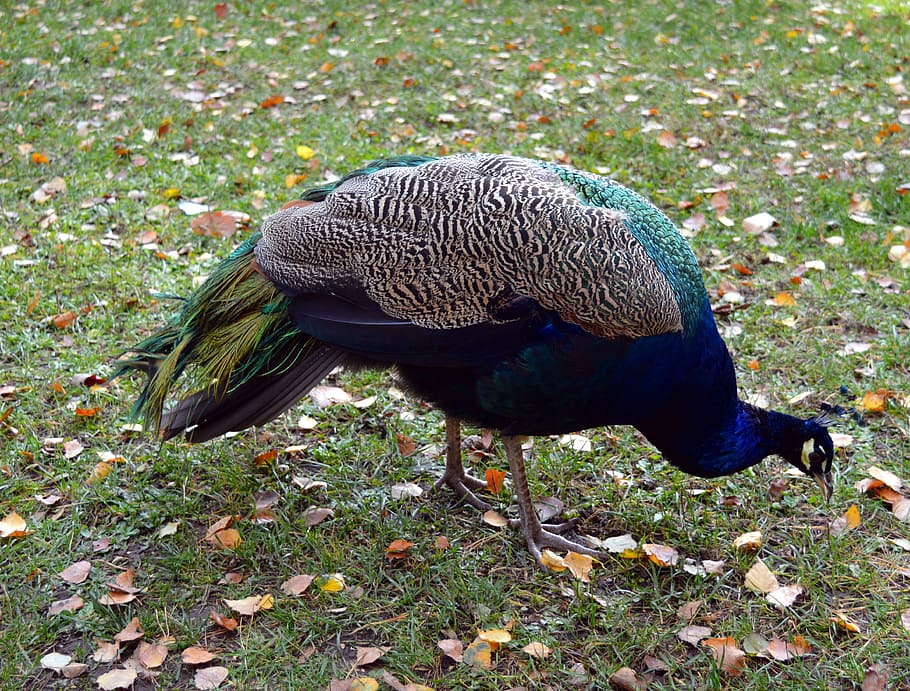 Peacock, Galliformes, Pavo Cristatus, bird, ornamental birds, plumage, pheasant-like, tail, gorgeous, beautiful