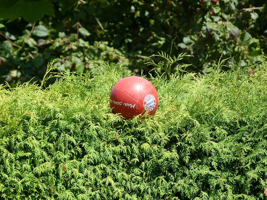 ball, football, red, fc bayern, fcb, hedge, in the green, plant, green color, growth