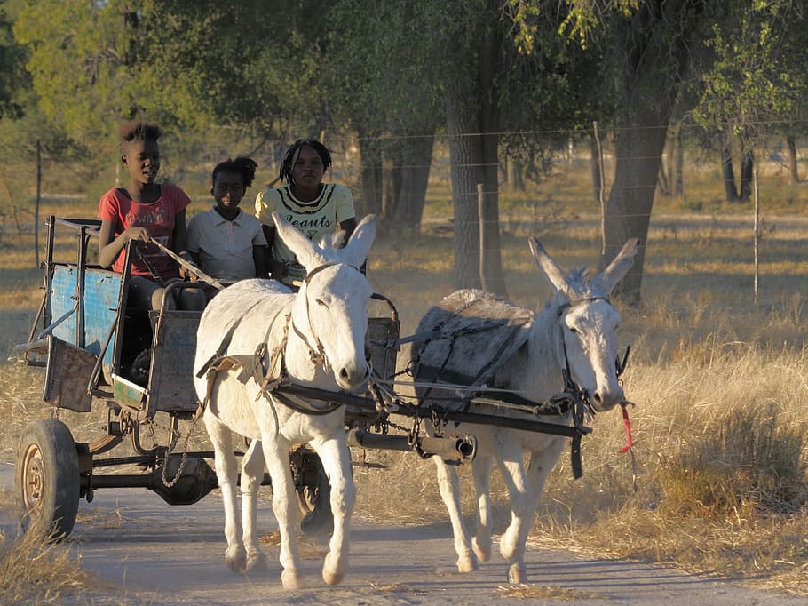 africa, donkey, children, cart, donkey cart, namibia, animal, men, domestic animals, mammal