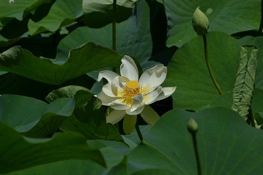 Lotus, Flower, Single, Special, Love, lotus, flower, prayer, first bloom, impermanence, not perfect
