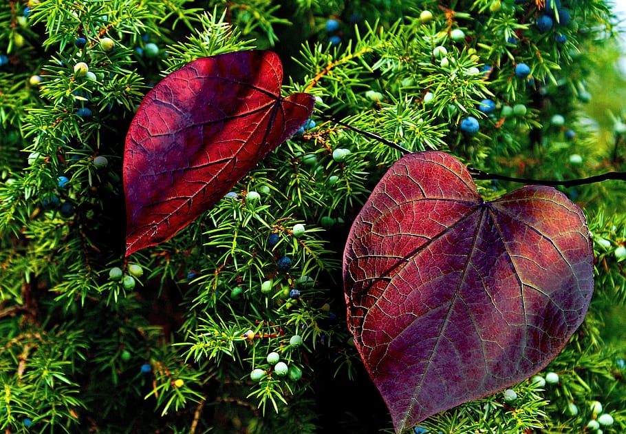 秋, 紅葉, カラフル, ジュニパー, ジュニパーフルーツ, 結実, 赤, 緑, 植生, 自然