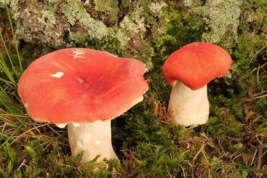 mushrooms, fungus, toadstool, pair, stand, fungi, grow, red, cap, stool