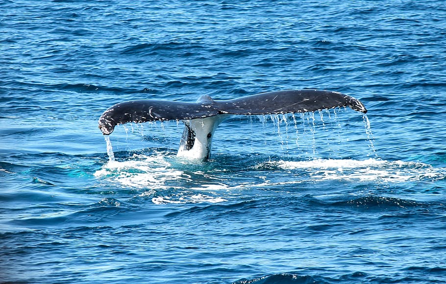 whale's tale flapping, whale, ocean, marine, maritime, sea, sea mammal, splash, blue, sea life