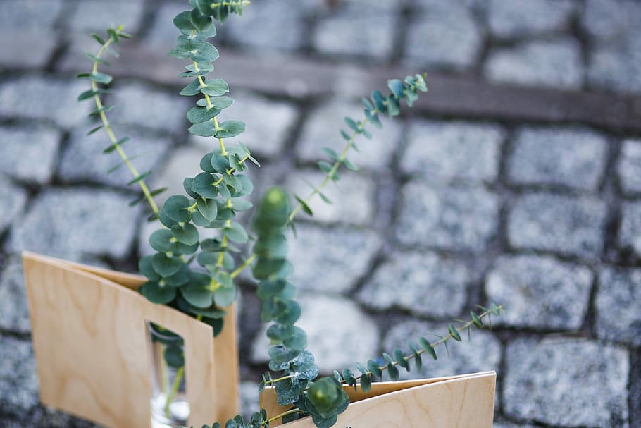 green, plants, small, glasses, cobblestone, Miniature, green plants, bricks, plant, decoration