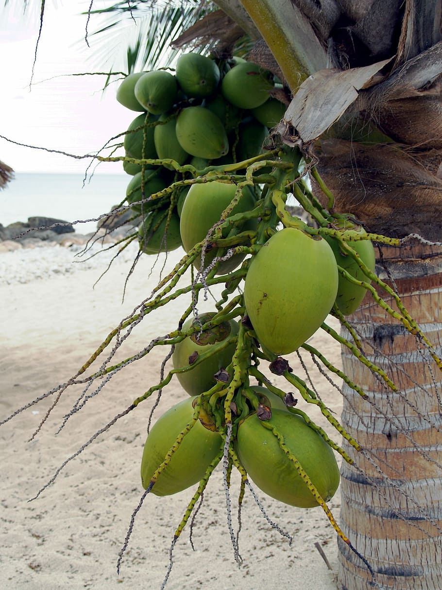 Palm, Flower, Coconut, Plant, Tropics, tree, fetus, fruit, food and drink, growth