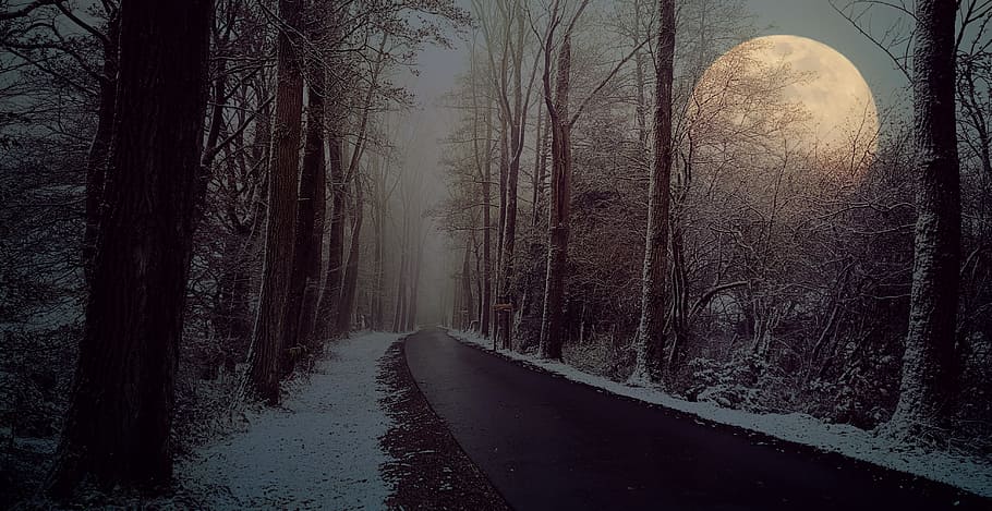 trees, moon, nightime, road, avenue, winter, fog, snow, away, nature
