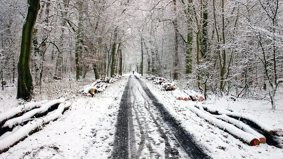 snow, covered, road, bare, trees, winter, snow lane, tracks in the snow, away, wintry