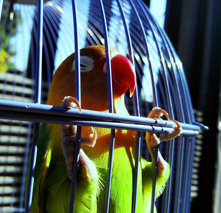 lovebird, green, bird, parrot, tropical, small, love, color, wing, exotic