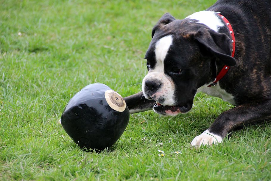 perro, boxer, mascota, blanco y negro, jugar, pelota, saltar a la pelota, campo con maul, animal, jugueteo
