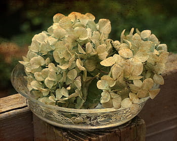 Fotos hortensias secas libres de regalías | Pxfuel