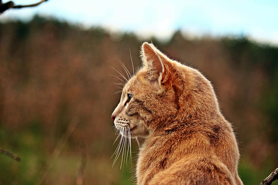 adult, orange, tabby, cat, looking, towards, left, mieze, tiger cat, breed cat