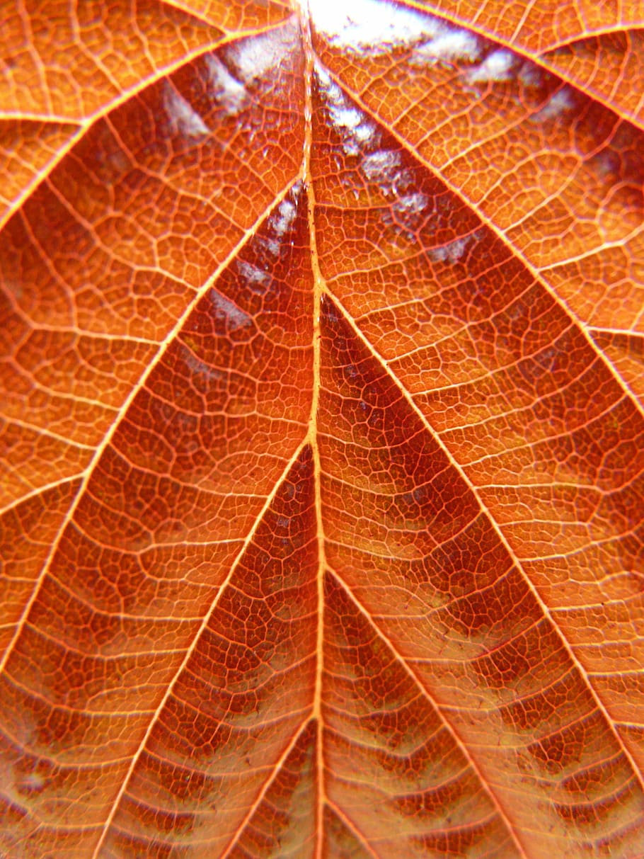 Leaf, Common Hazel, hazel, birch greenhouse, bush, tree, leaf veins, veins, brown, back light