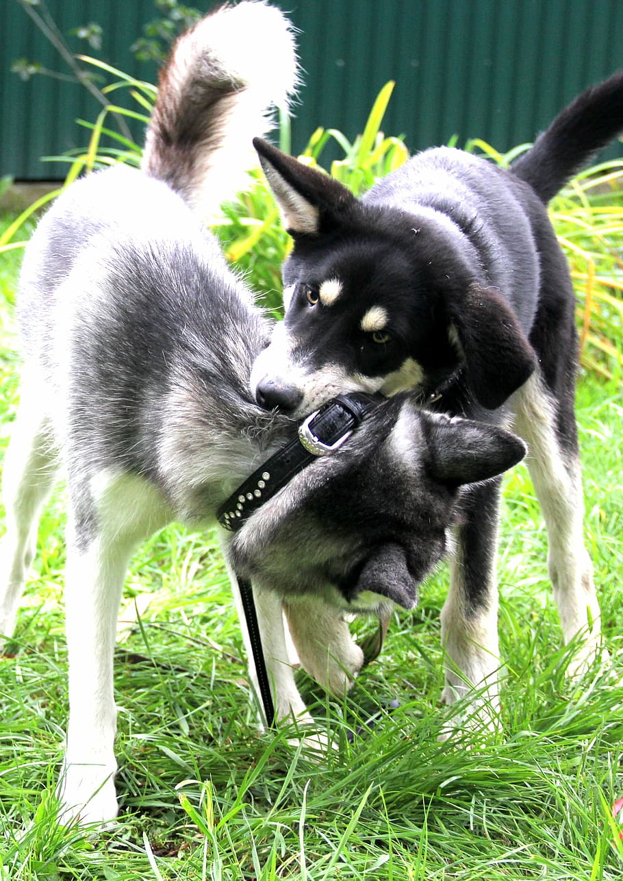 husky, volkosob, game, dogs, pets, bite, grass, outdoors, siberian husky, breeds of dogs