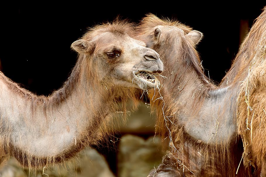 camel of bactria, park zoo, verona, bactrian camel, mammal, animal themes, animal, group of animals, vertebrate, domestic animals