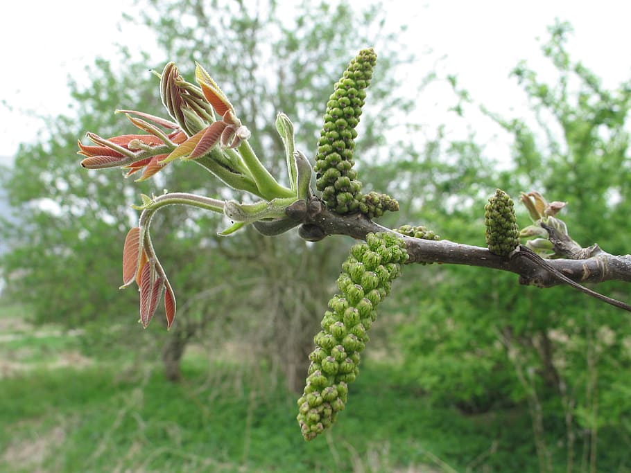walnut tree, juglans regia, infructescence, real walnut, male walnut flower, kitten, inflorescence, plant, growth, green color