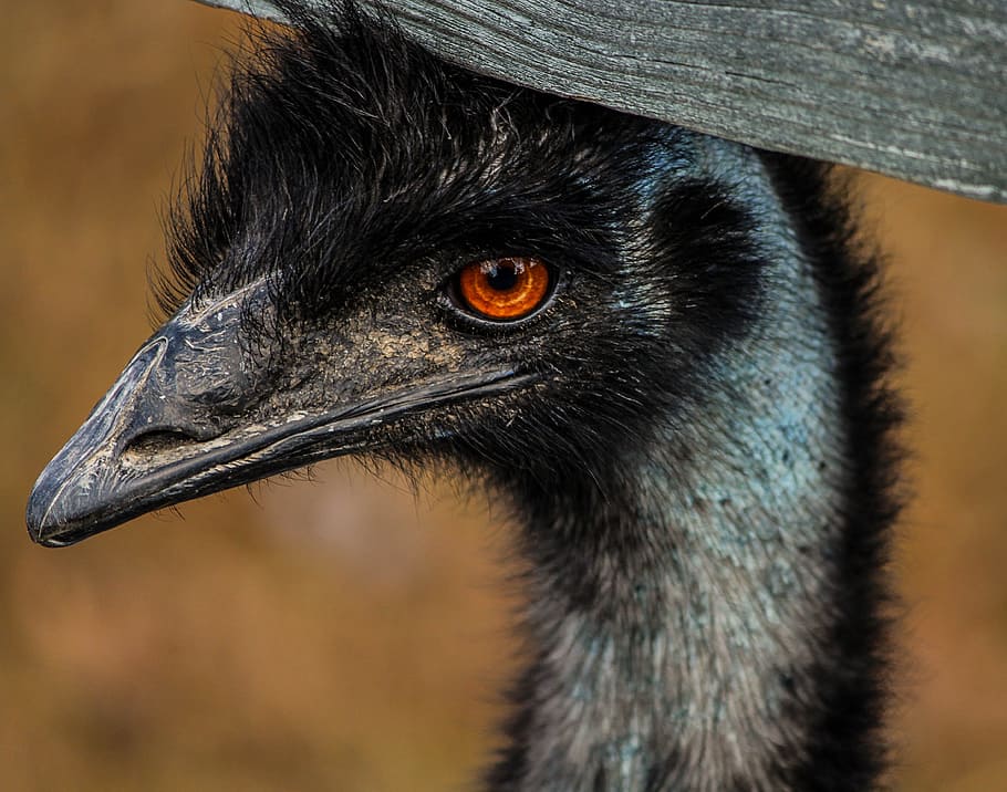 Emu, Bird, Bird, Australia, large bird, bird, flightless, wings, feather, wildlife, beak