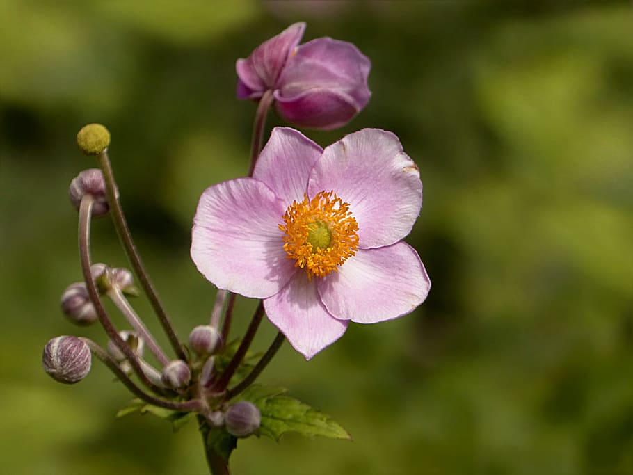 closeup, purple, flowers, plant, flower, pink, anemone fall anemone, hupehensis, summer, garden