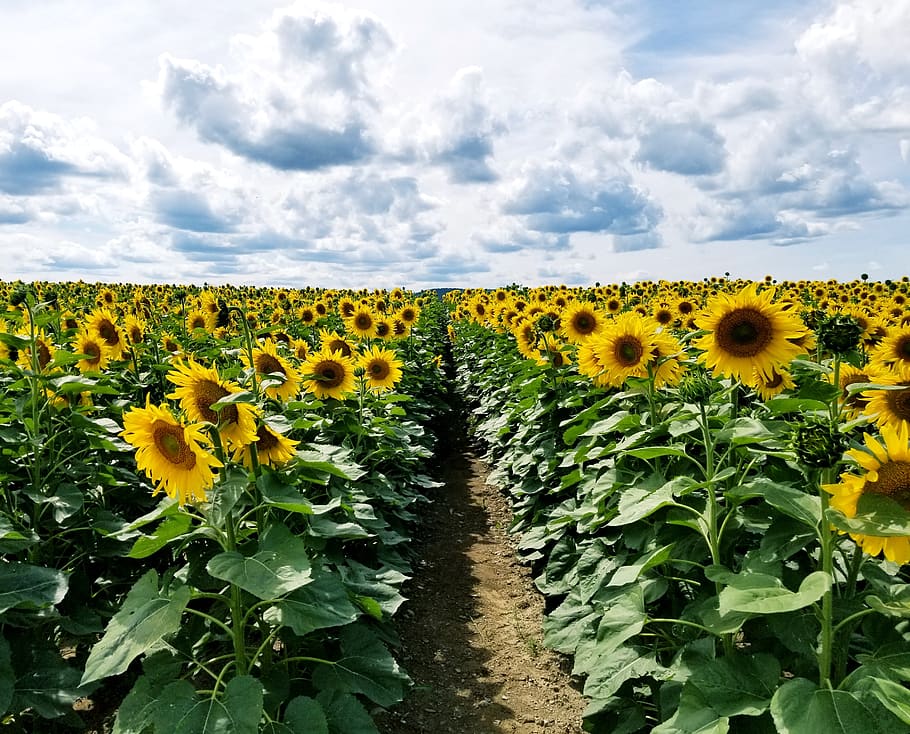 sunflowers, sunflower, field, rows, farm, farmland, blooms, blossoms, landscape, flowers