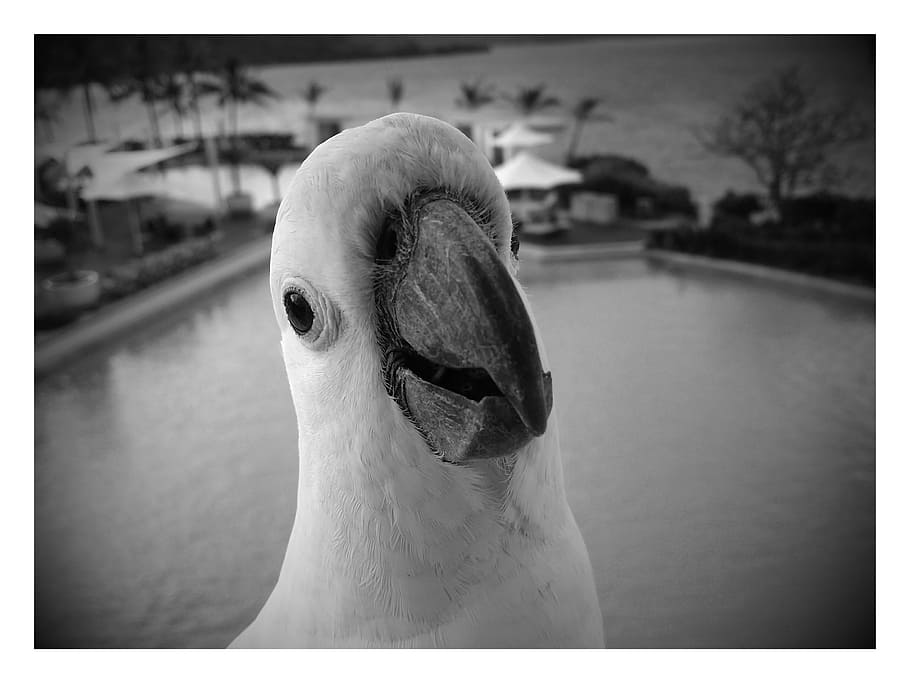 grayscale photo, white, bird, cockatoo, black, portrait, funny, animal, wildlife, parrot