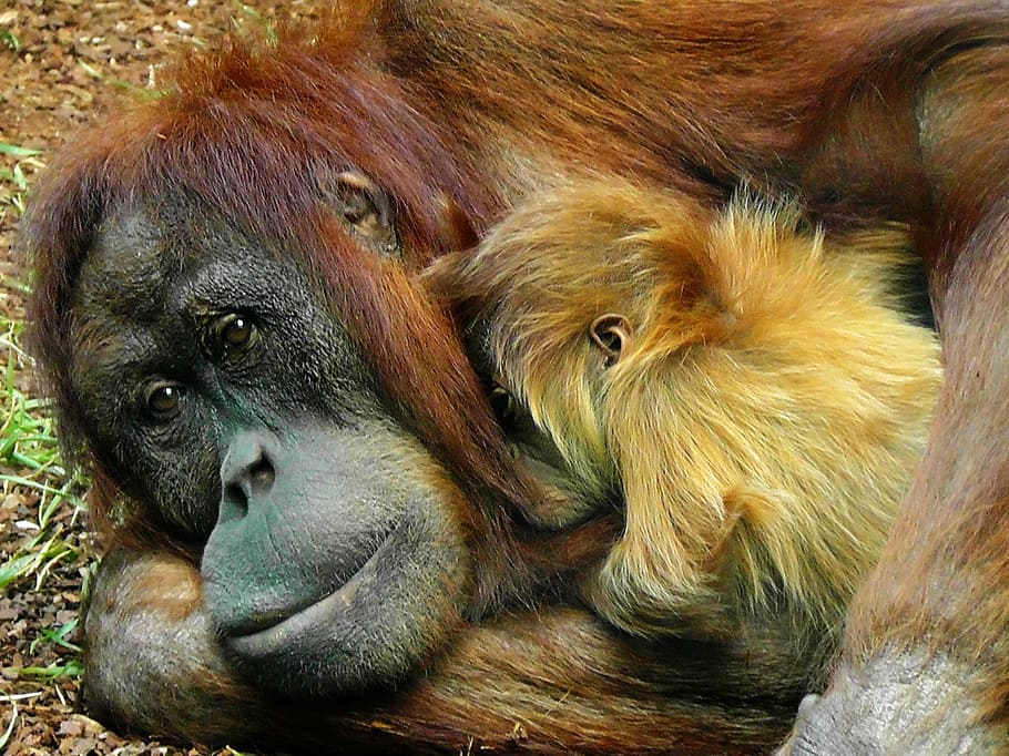 brown gorilla, orangutan, monkey, ape, primate, animal, wildlife, wild, zoology, mammal