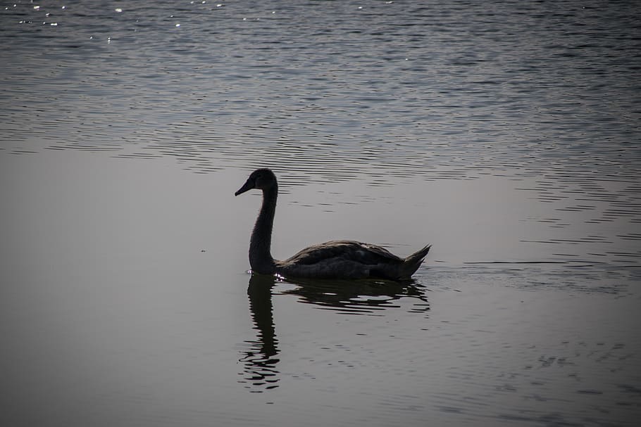 swan, water, bird, lake, elegant, fauna, noble, reflection, animal themes, animal