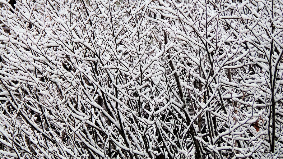 冬の木, 樹氷, 雪花, じり, フルフレーム, 背景, 人なし, 低温, 植物, 冬