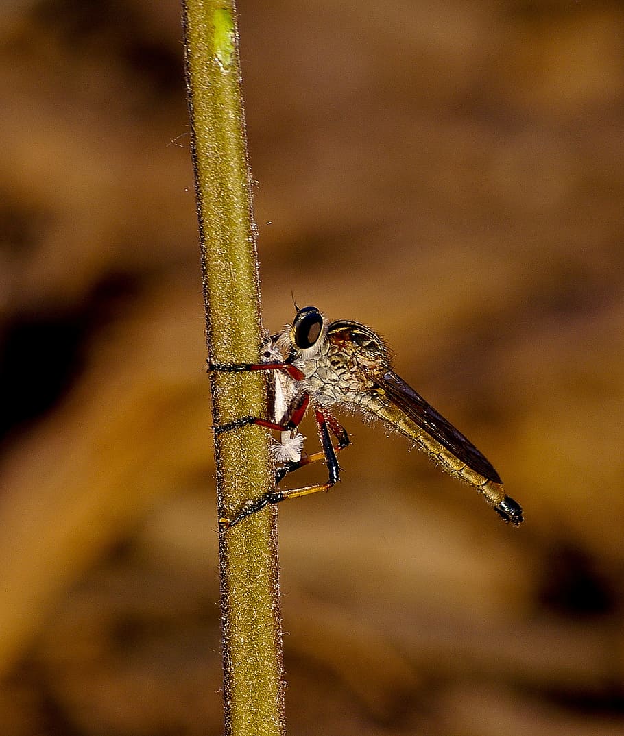 insect, fly, brown robber fly, resting, stalk, wild, queensland, australia, animals in the wild, animal wildlife