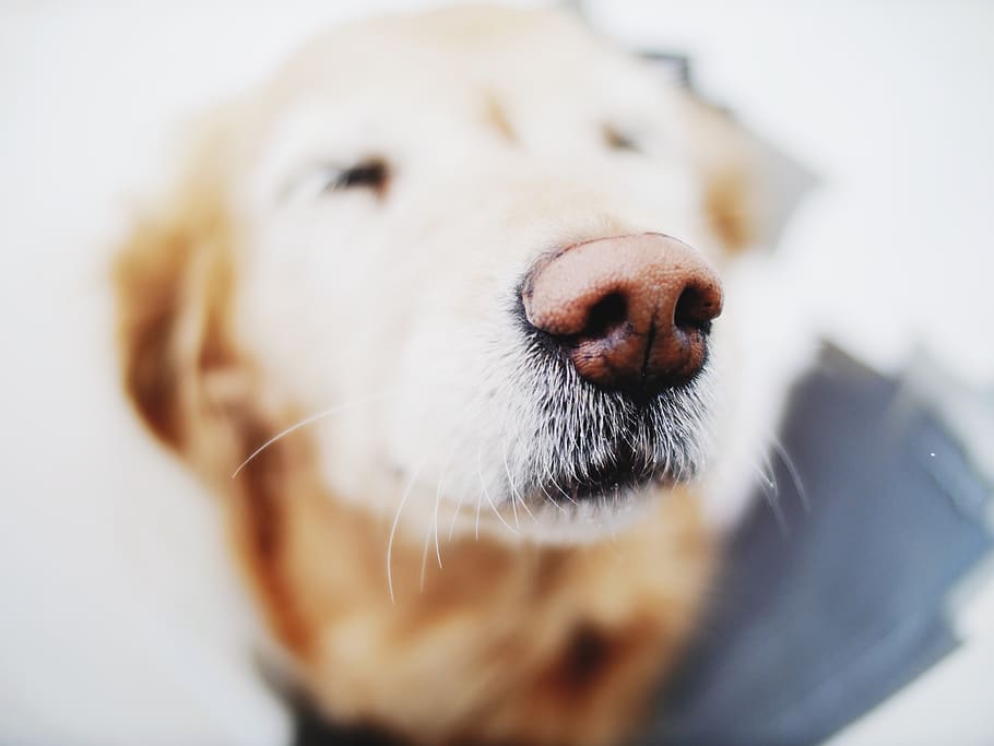 dog, animal, snout, nose, golden retriever, pet, one animal, animal themes, domestic, pets