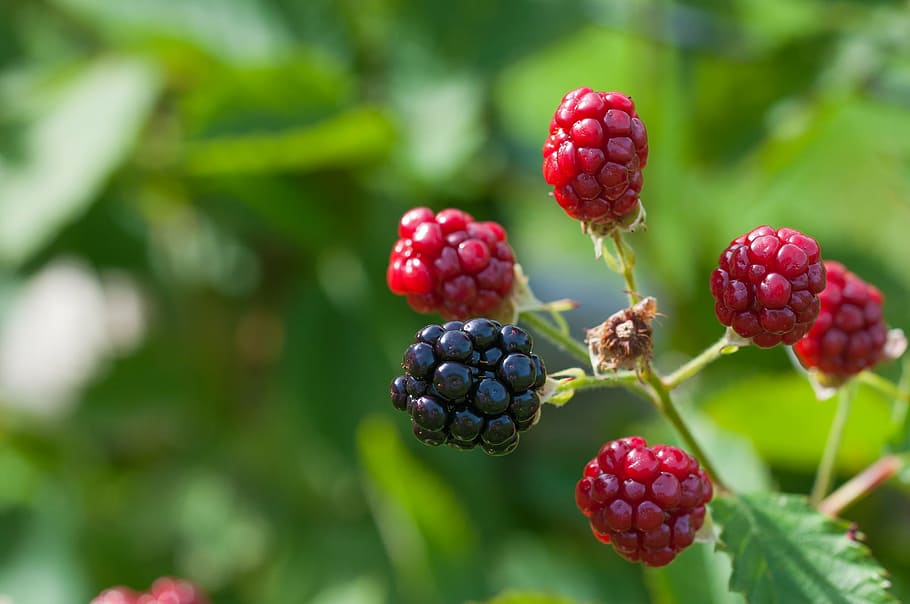 selective, focus photography, red, raspberries, blackberries, ripe, immature, ripening process, on the mature, garden