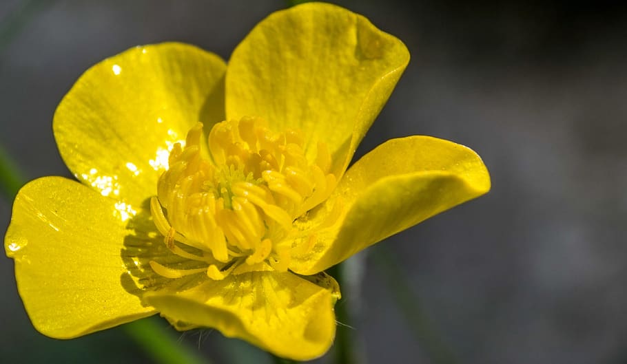 flower, buttercup, nature, spring, plant, yellow, blossom, bloom, macro, meadow