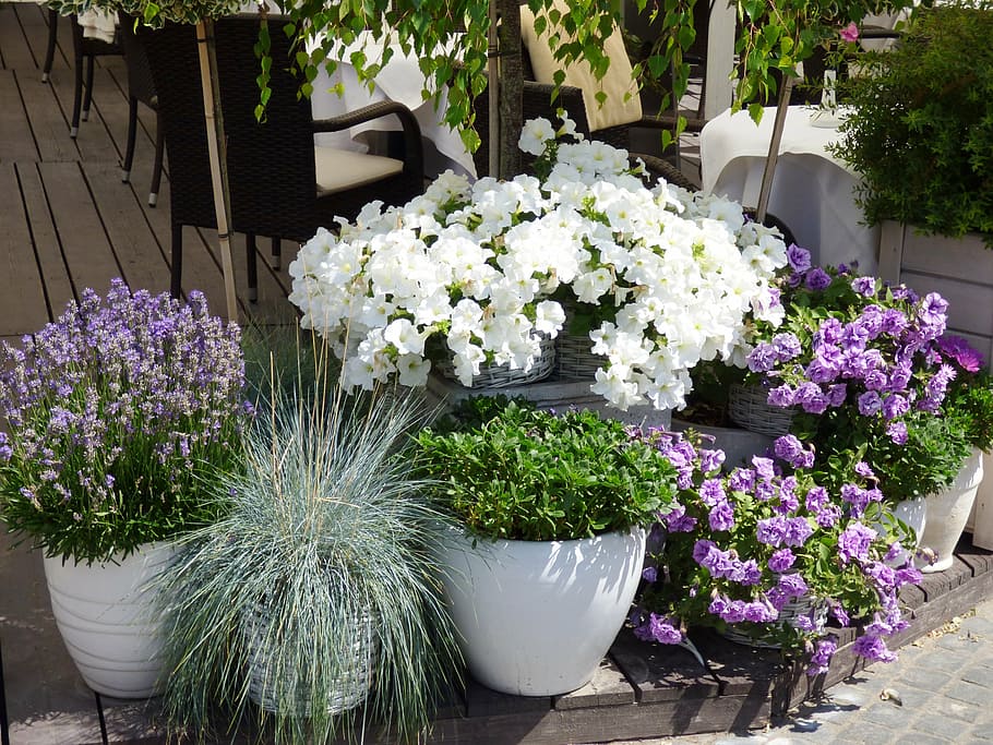flowers, pot, pots, lavender, flower pot, nature, potted, flower, flowering plant, plant